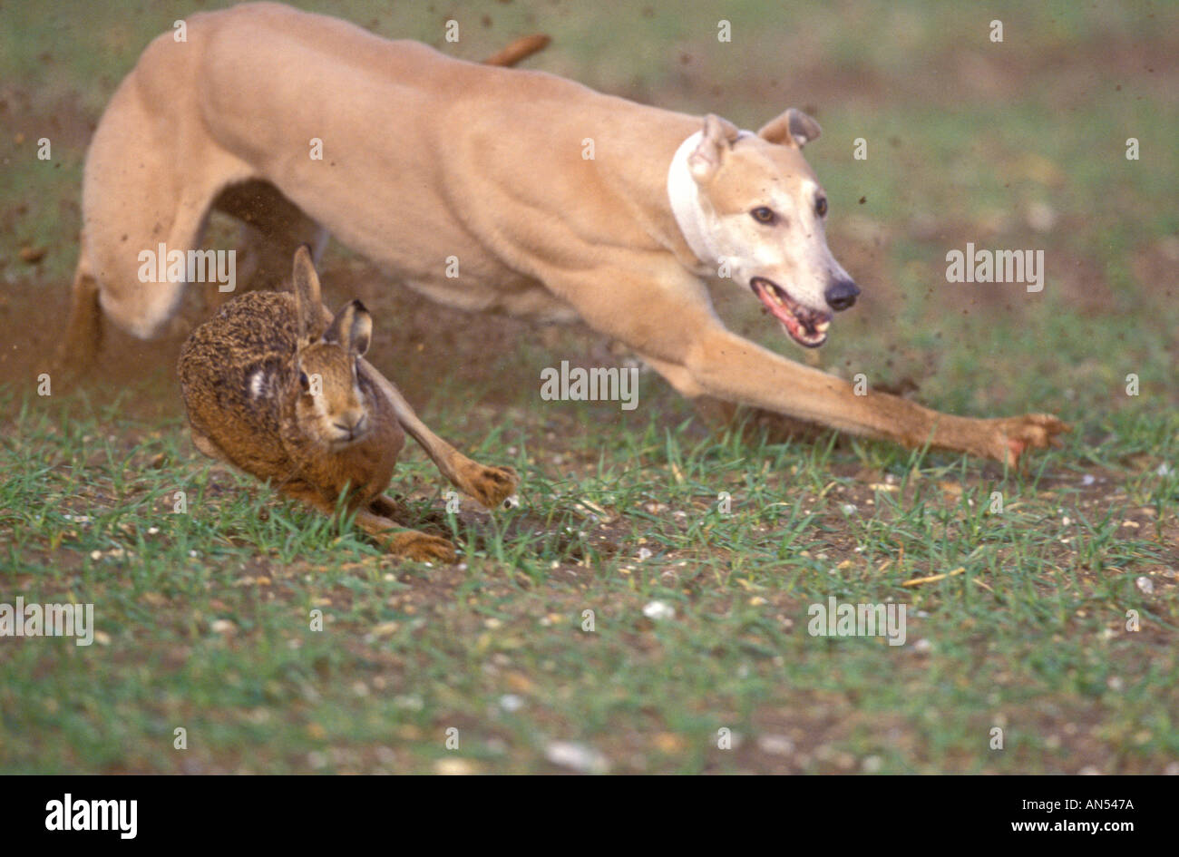 HARE COURSING Stock Photo