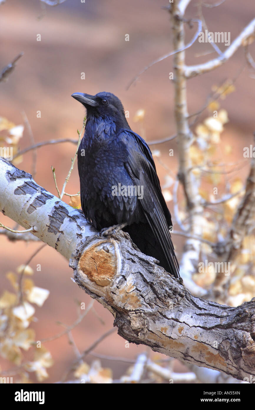 Black Raven Stock Photo