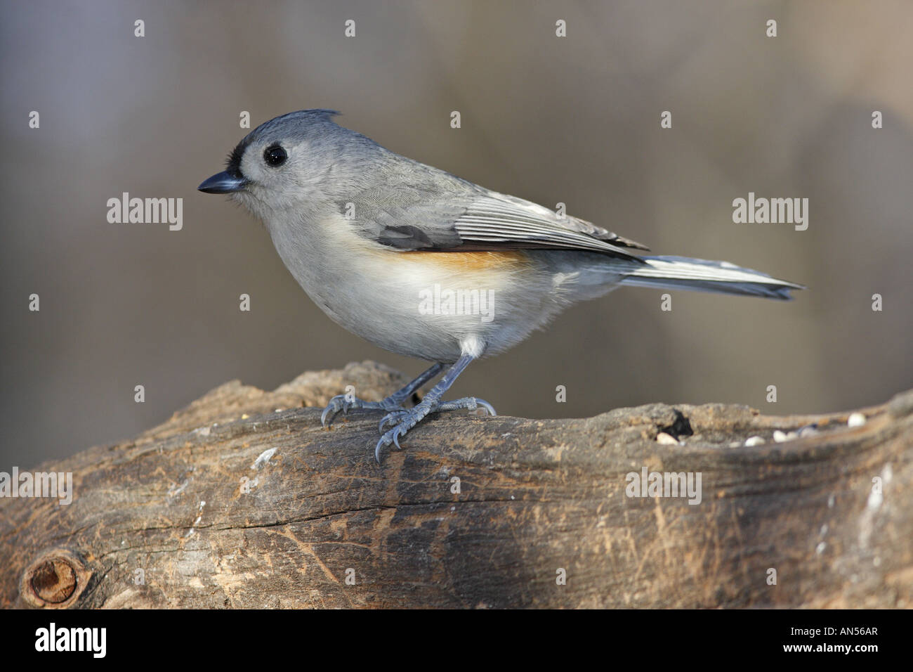 Tusted titmouse feeding on seed from feeder Stock Photo