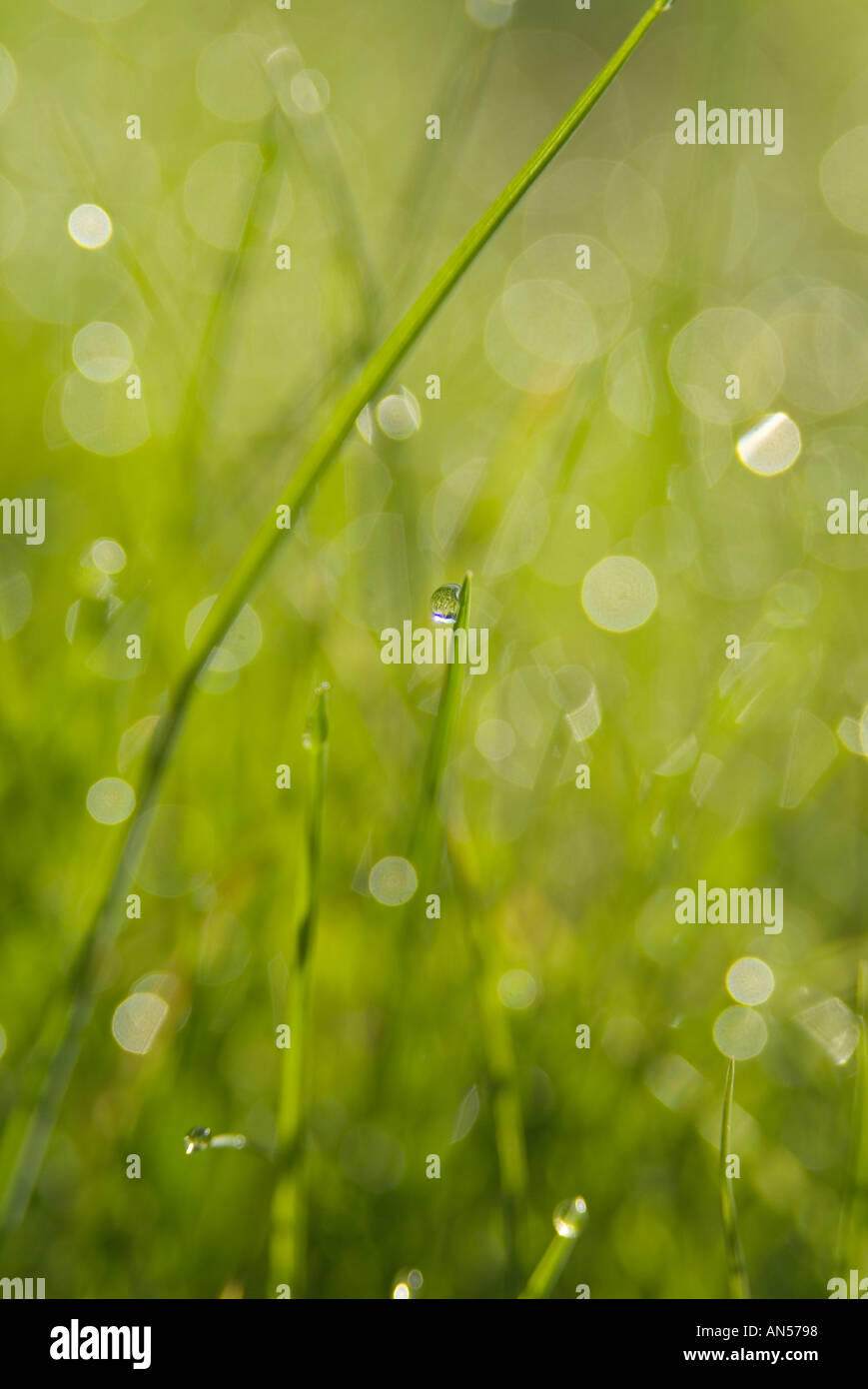 grass wet damp dew morning green blade water drop droplet early Stock