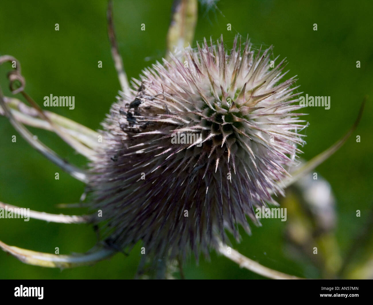 Close up of wild Teazel from above, England Stock Photo