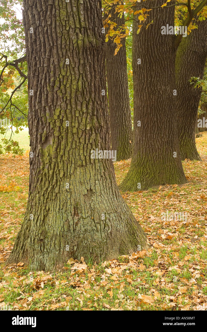 Old oak trees in autumn Quercus robur Stock Photo Alamy