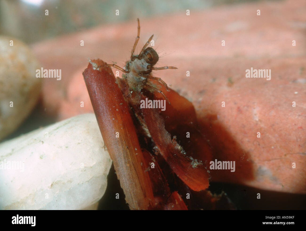 Caddis Fly, Glyphotaelius pellucidus. Larva in its larval case