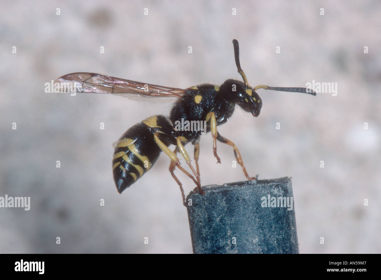 Mason wasp (odynerus sp ) hi-res stock photography and images - Alamy
