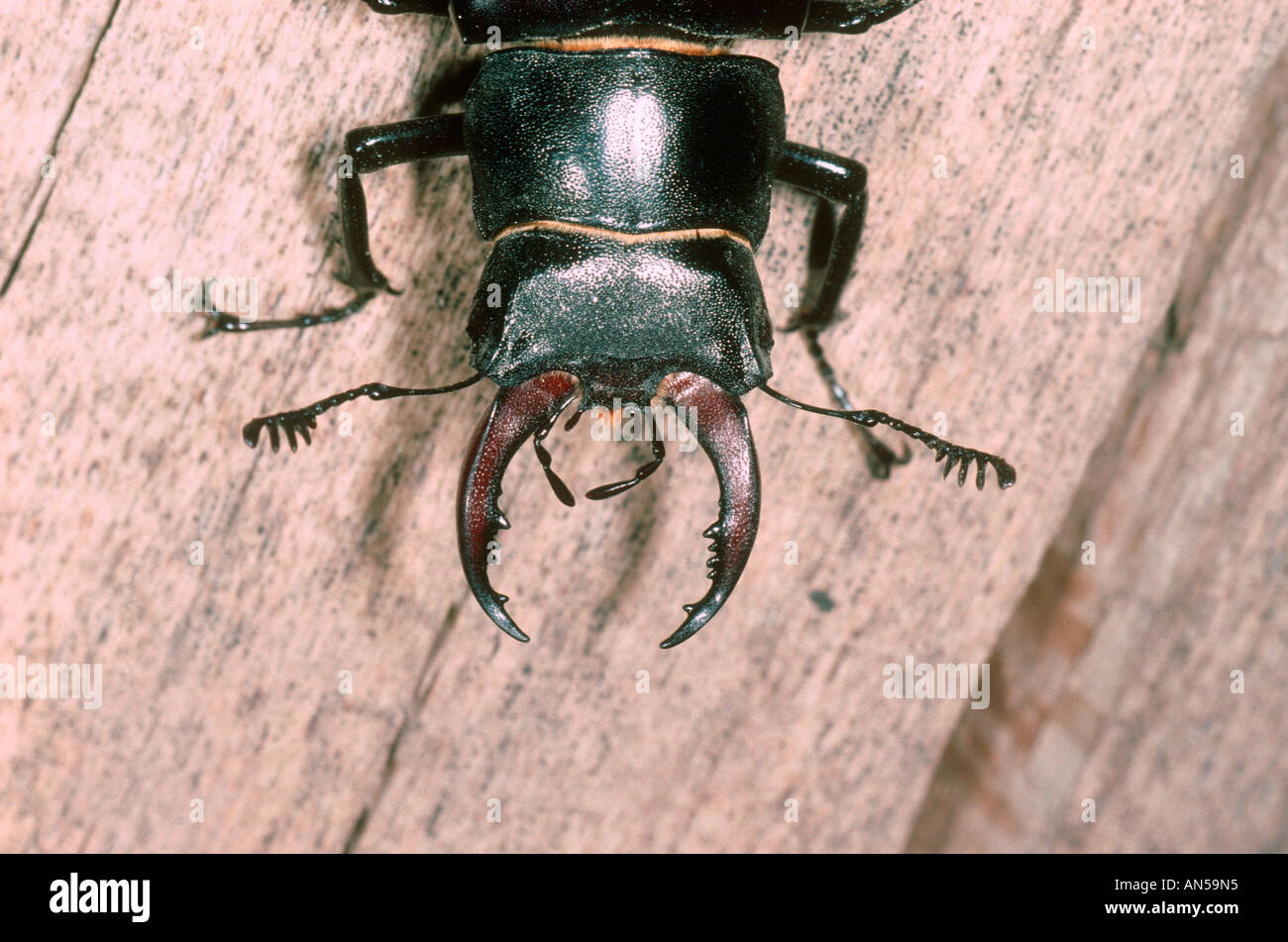 Stag Beetle, Lucanus tetraodon. Close-up of male head and jaws Stock Photo