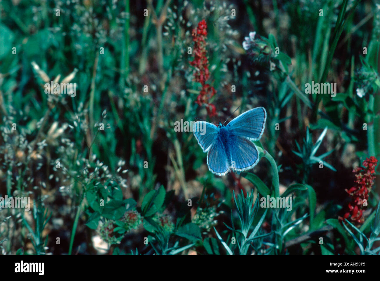 Common Blue, Polyommatus icarus. With extended wings Stock Photo