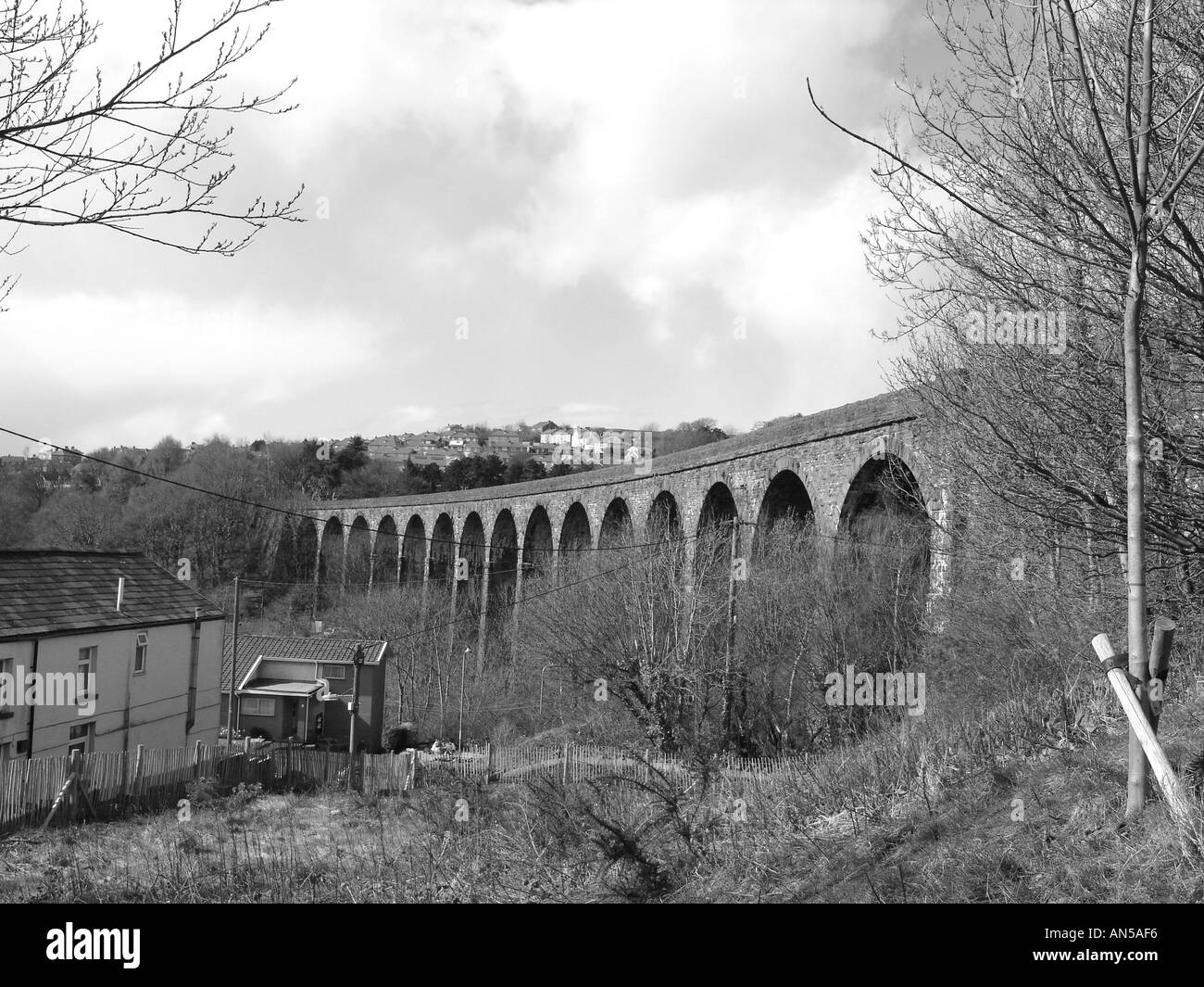 Blackwood tree Black and White Stock Photos & Images Alamy