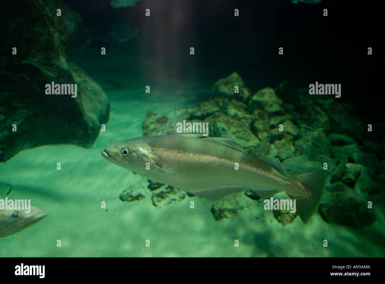 ATLANTIC COD Gadus morhua Stock Photo - Alamy