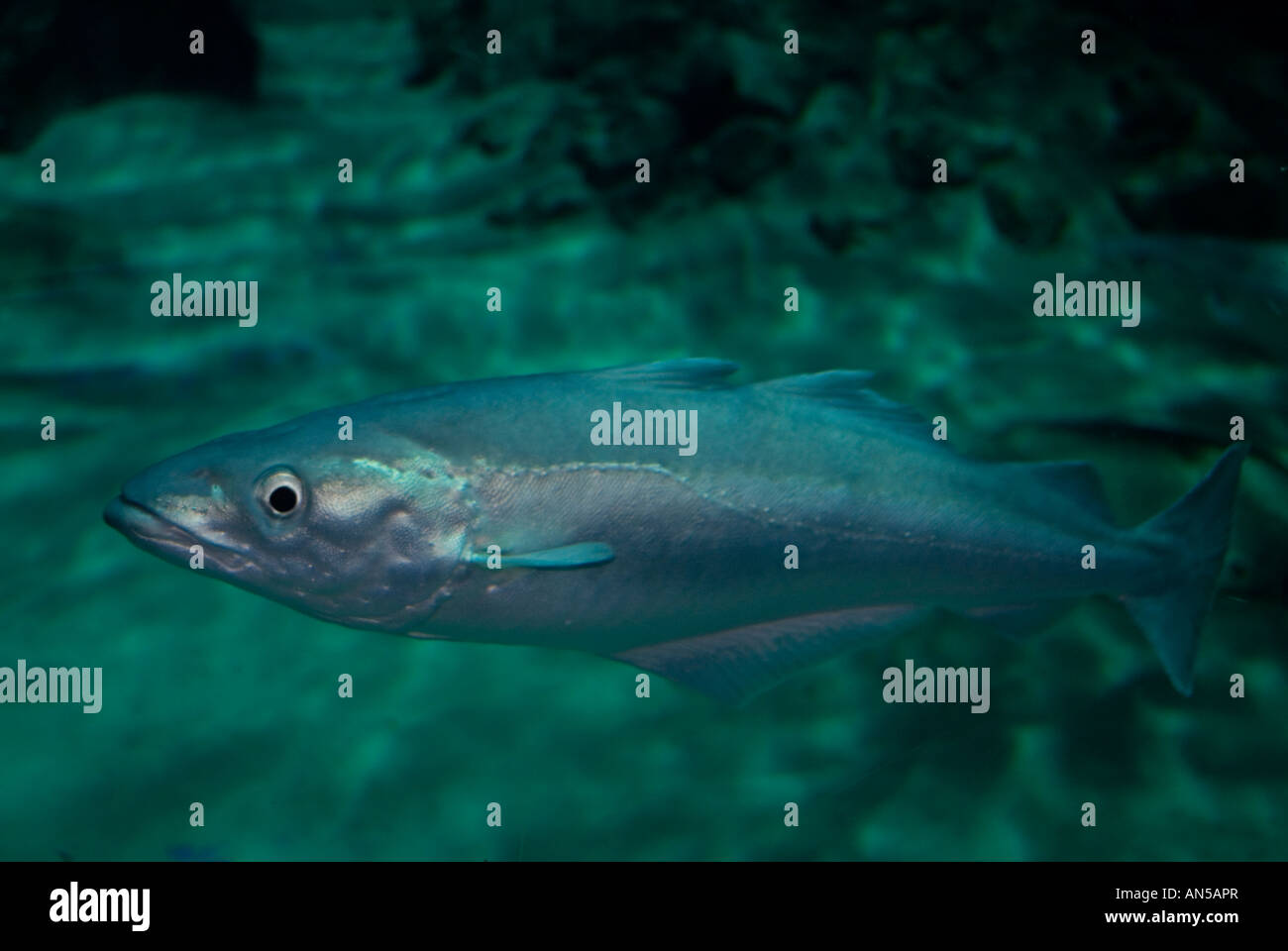 ATLANTIC COD Gadus morhua Stock Photo - Alamy