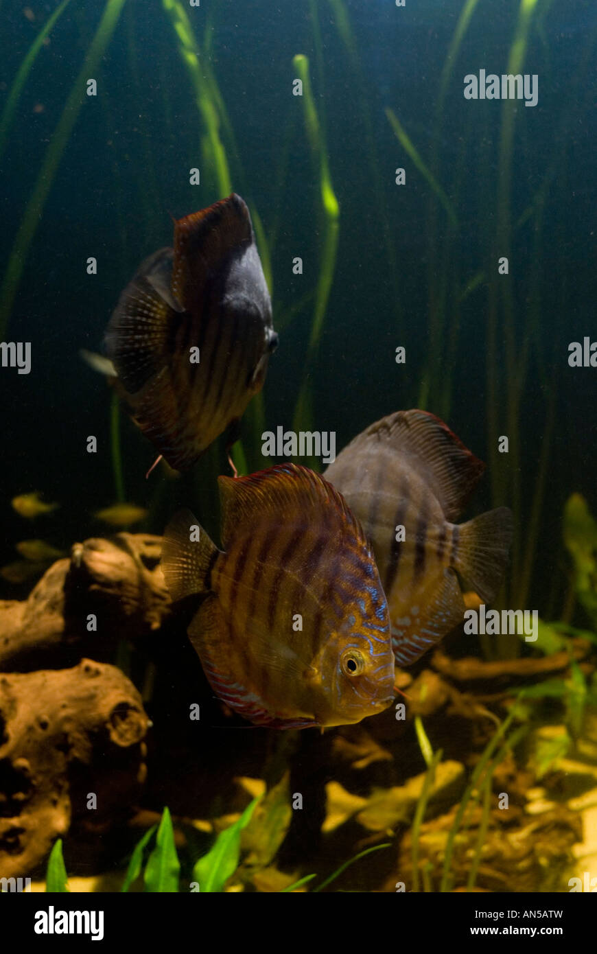 Discus cichlid fish Symphysodon aequifasciata Amazon Stock Photo Alamy