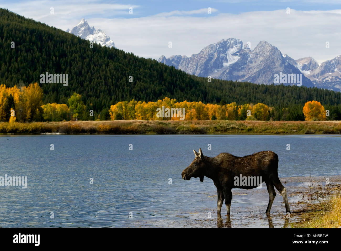 Baby moose claf at oxbow bend Stock Photo