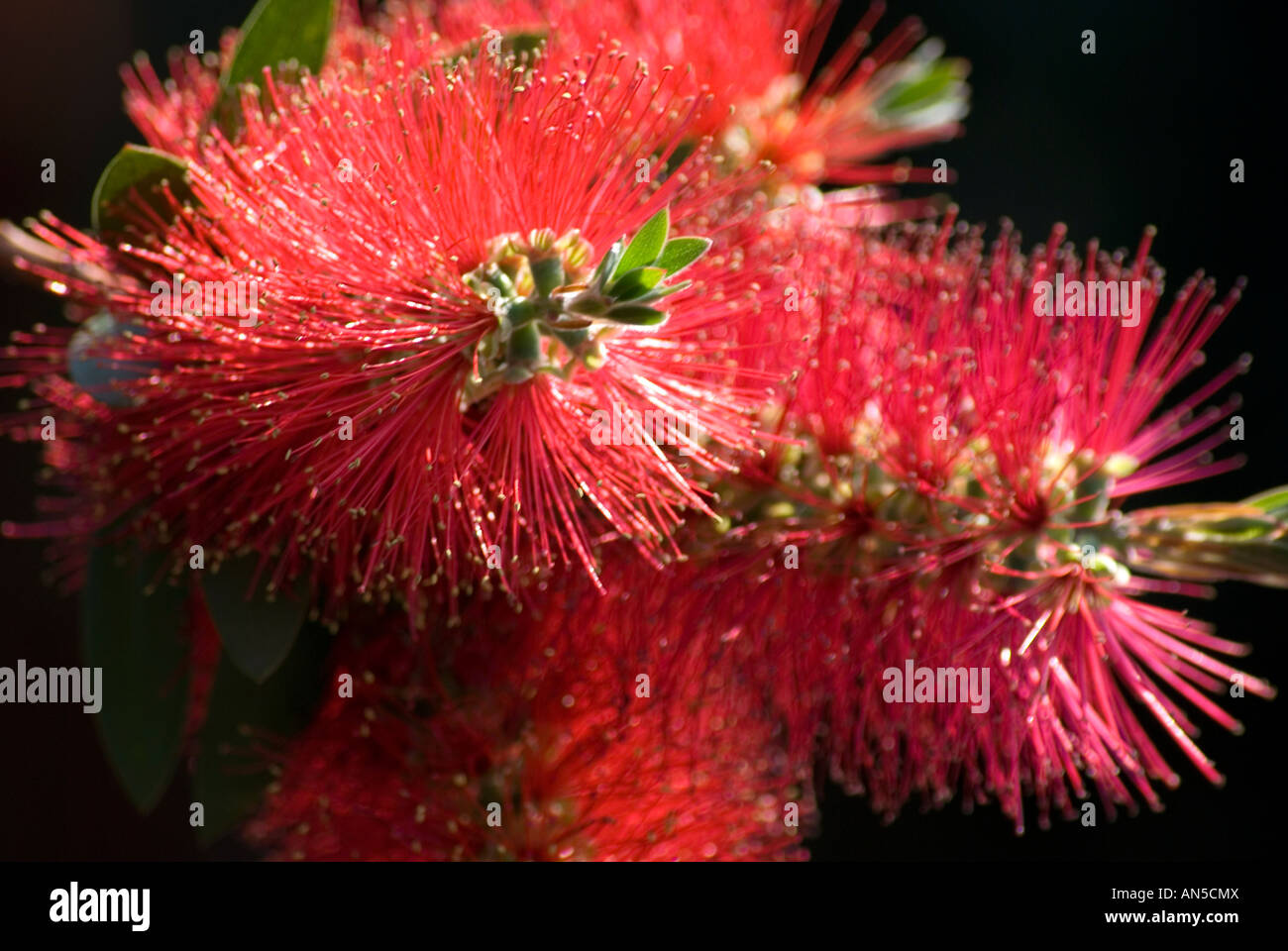 bottlebrush, johannesburg, south africa Stock Photo Alamy