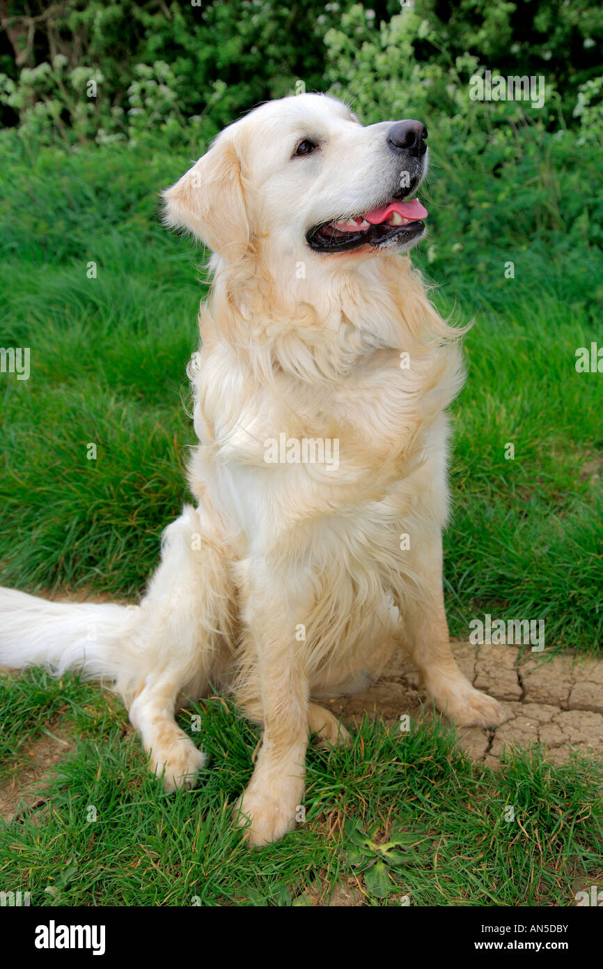 golden retriever pedigree