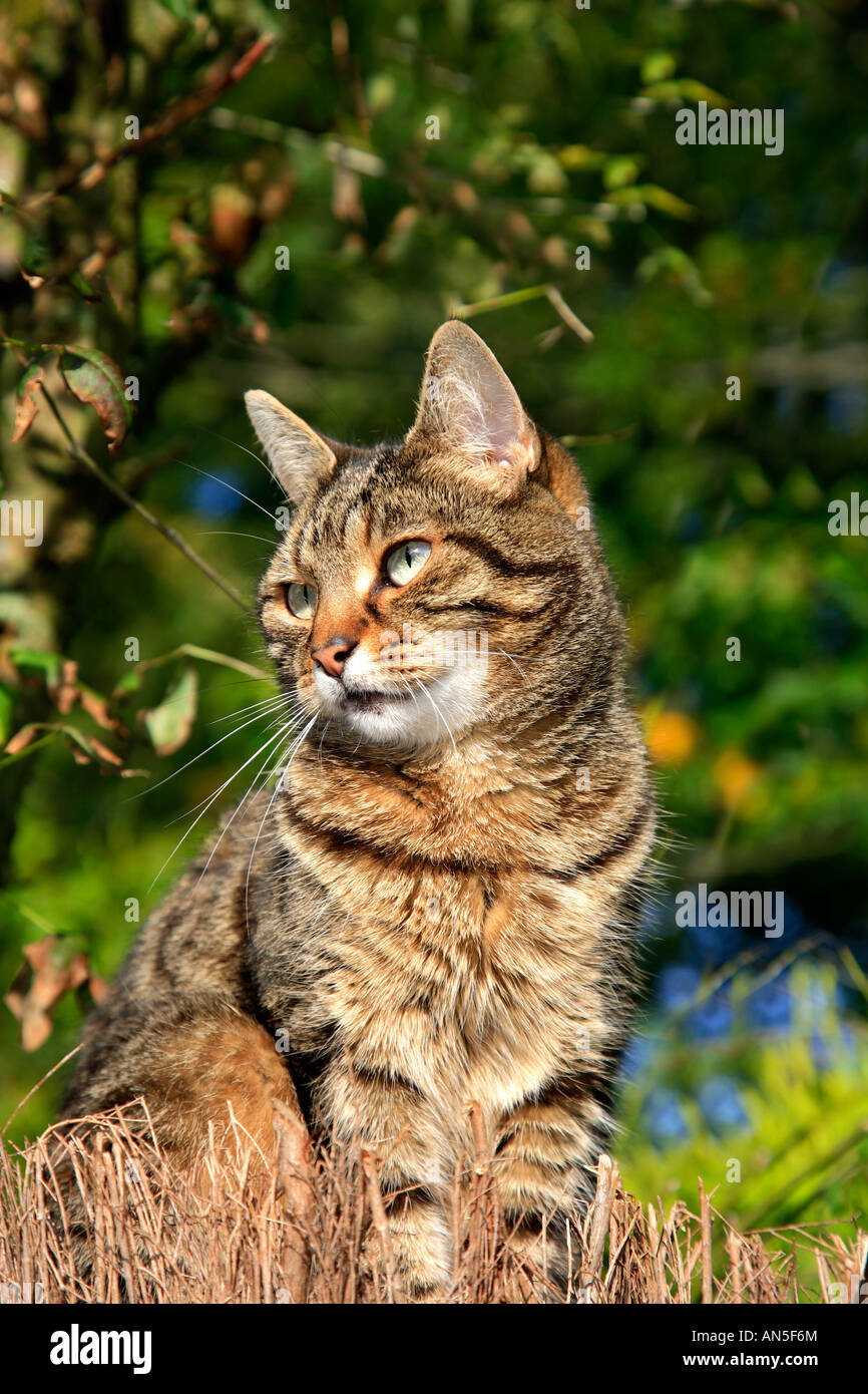 Adult Female Tabby Tiger Striped Cat looking Stock Photo