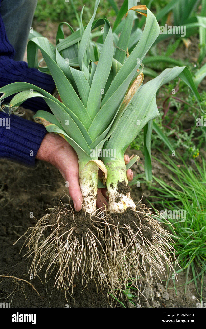 A PAIR OF LEEKS ON AN ALLOTMENT UK Stock Photo