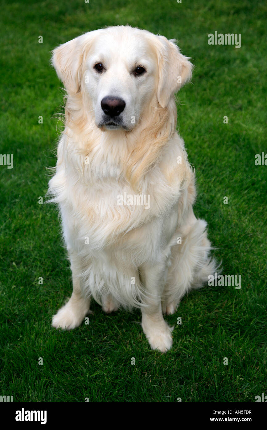 Pedigree Golden Retriever Dog Puppy sitting Stock Photo - Alamy