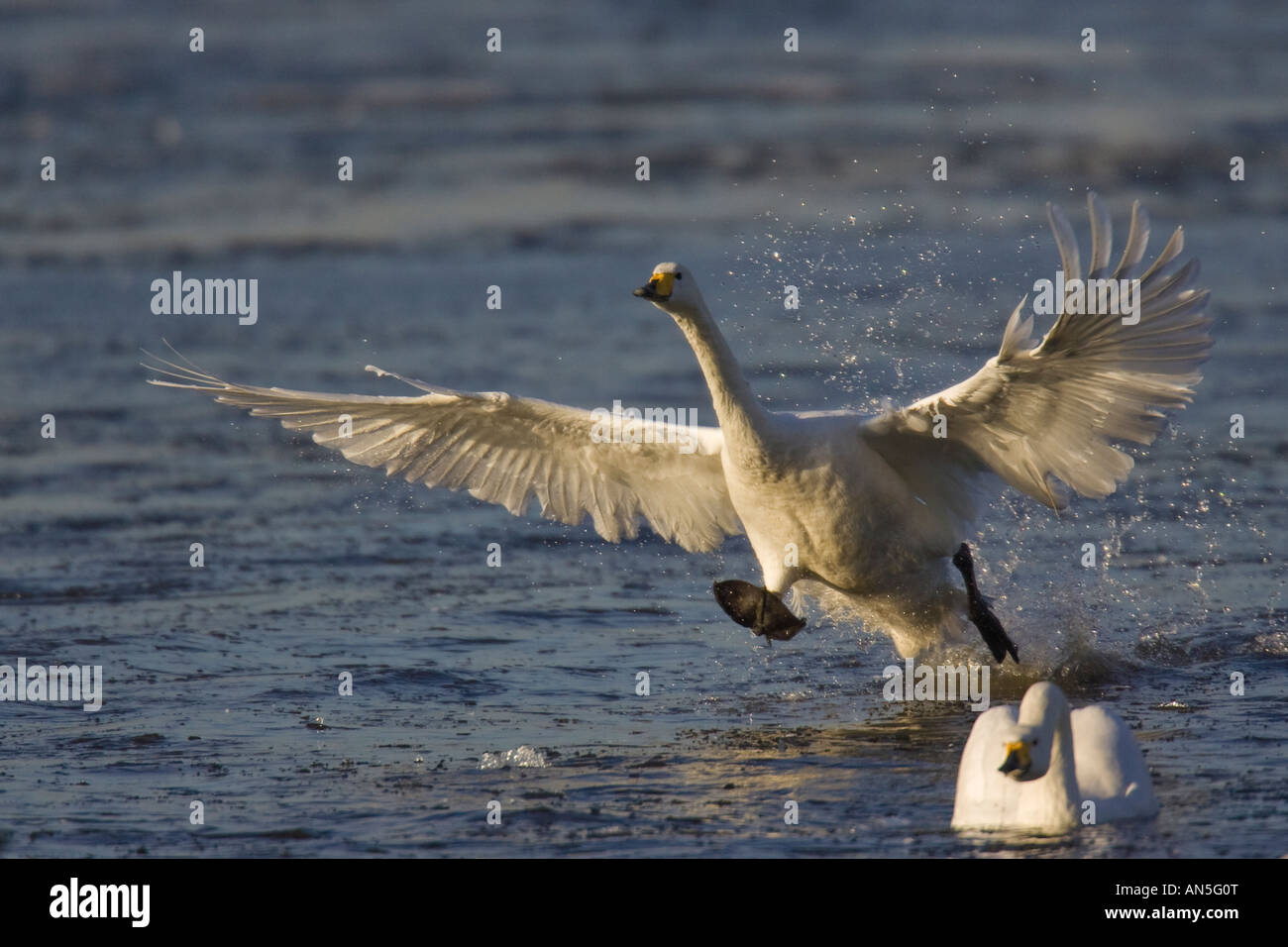 Whooper Swan running along water to gain speed for take-off Stock Photo
