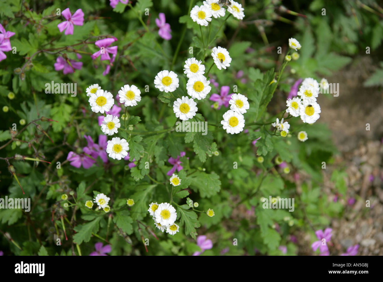 Feverfew, Tanacetum parthenium, Compositae, Asteraceae Stock Photo