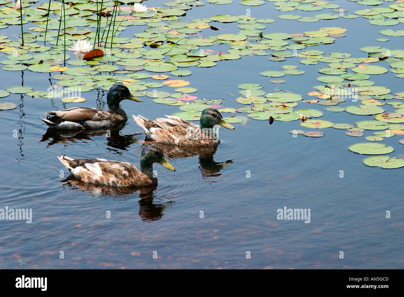 Ducks swimming in a pond with floating lily pods Stock Photo Alamy
