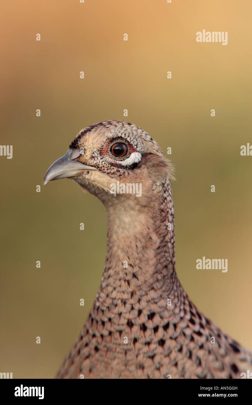 pheasant  Phasianus colchicus close up of head Stock Photo