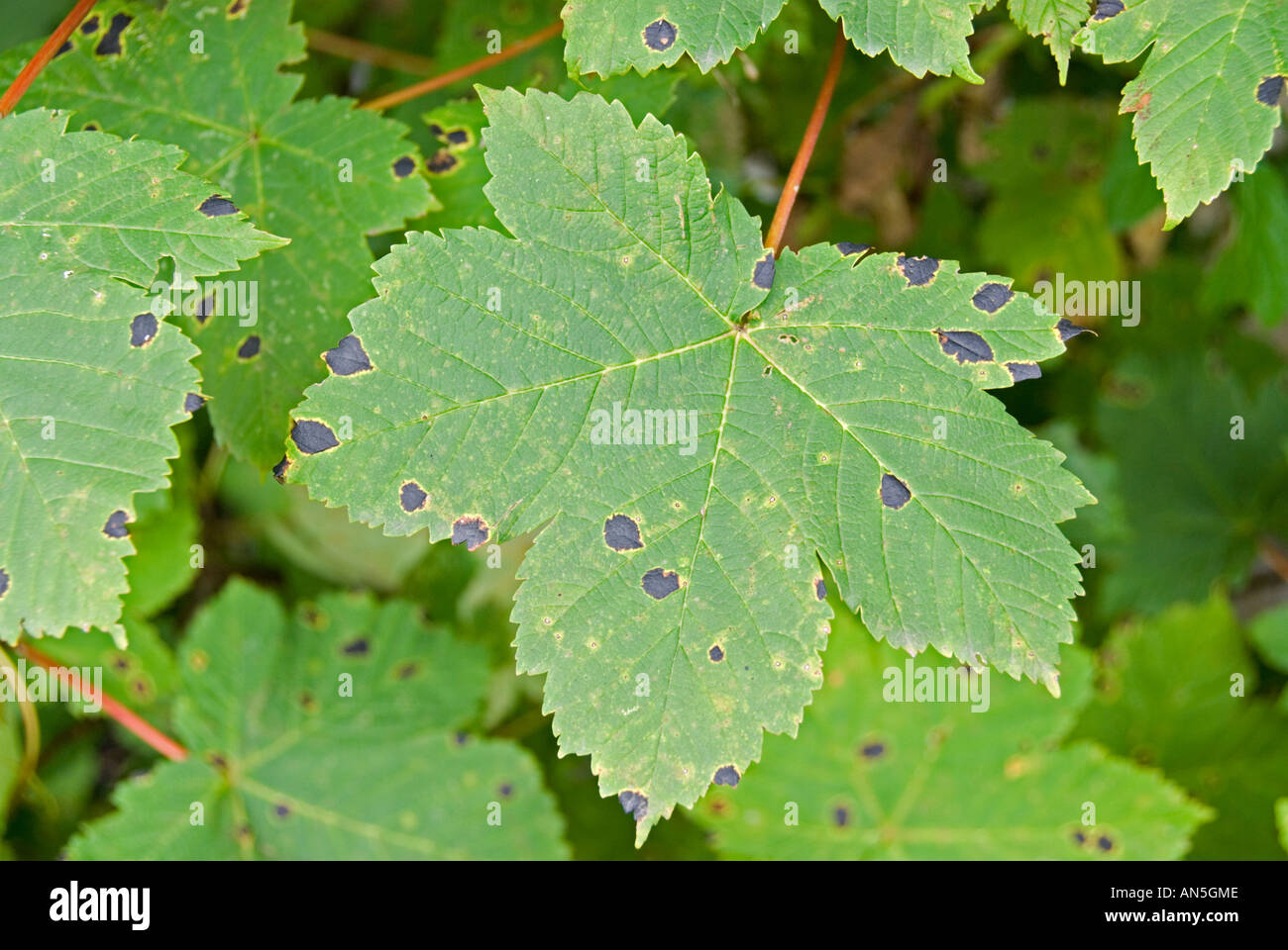 Sycamore spotted leaf hires stock photography and images Alamy