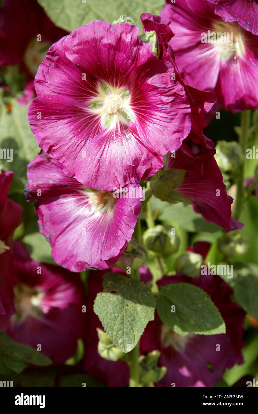 Hollyhock, Alcea rosea, Malvaceae Stock Photo