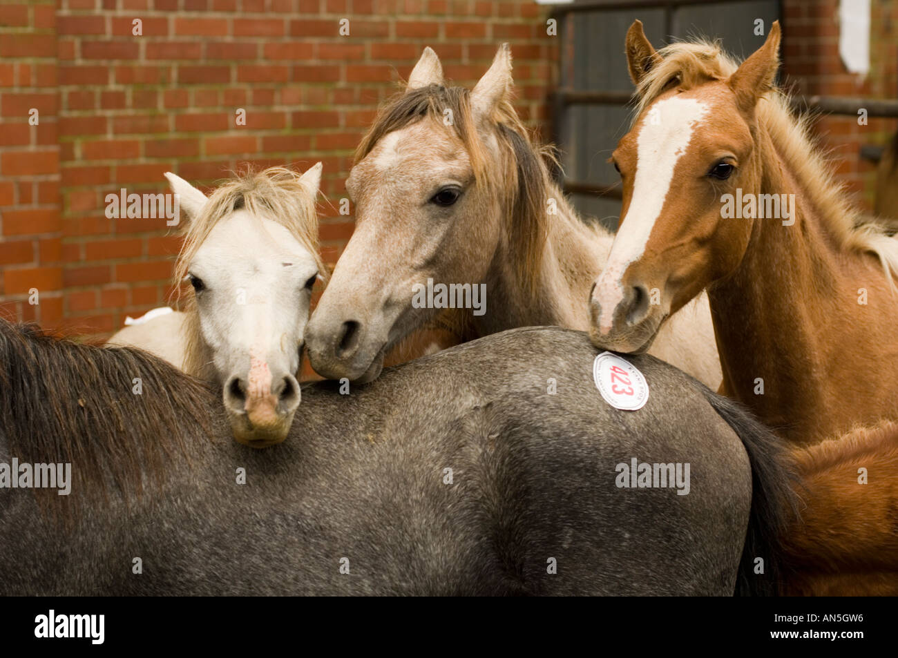 horses for sale Llanybydder (llanybyther) Wales UK monthly horse