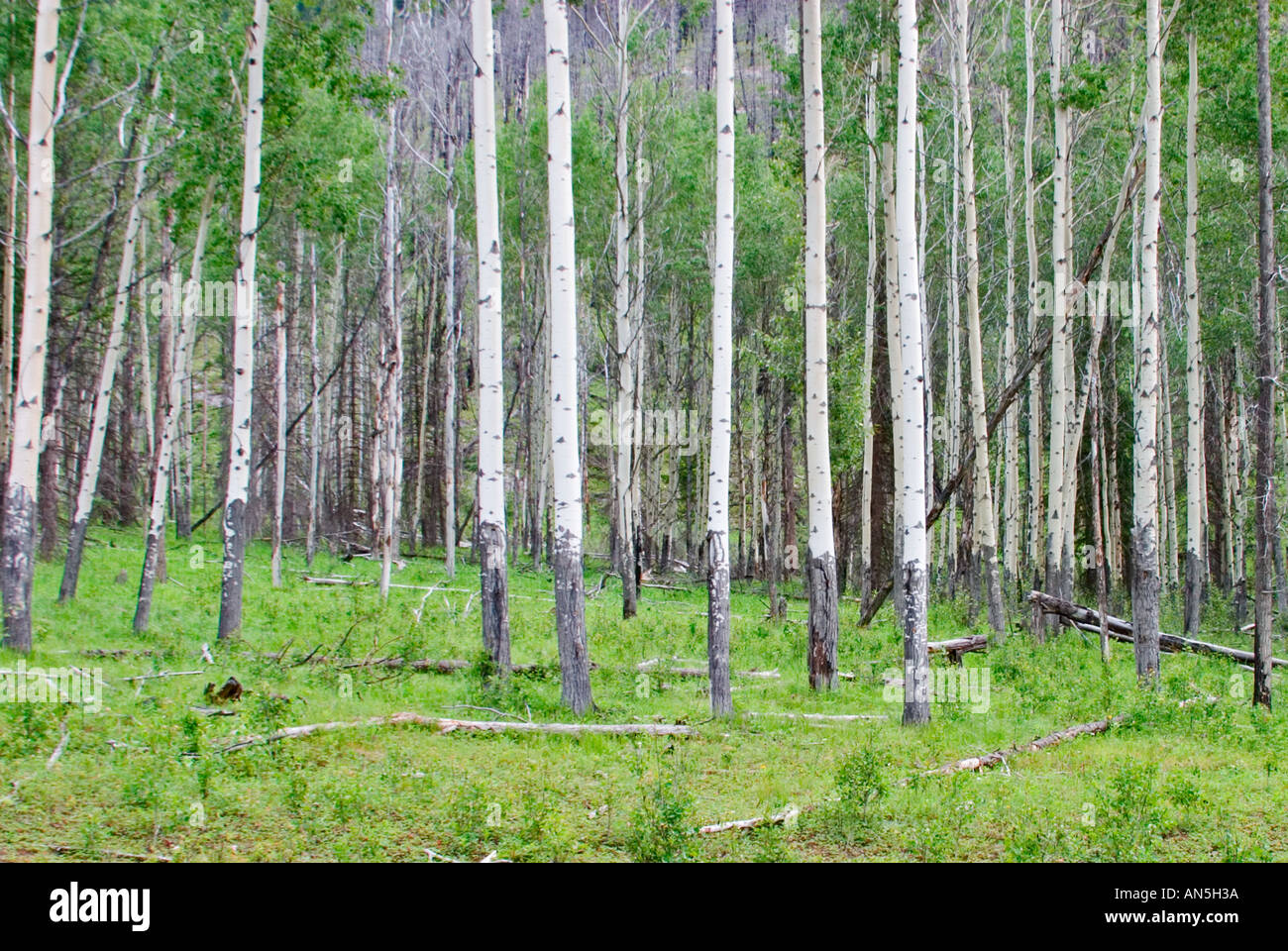 Fire damaged aspens show the effects of a recent forest fire Stock Photo