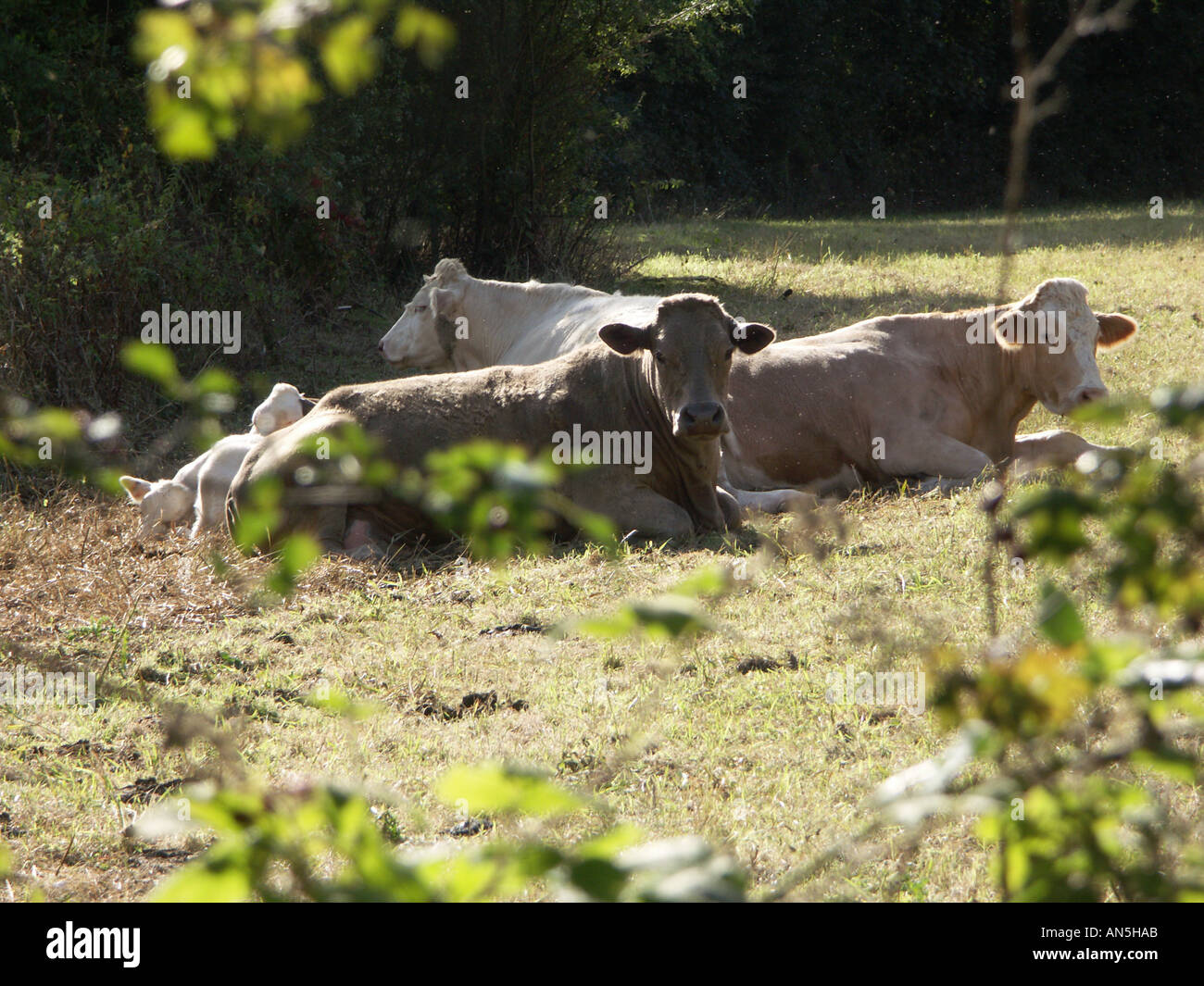 Three cows resting in field lying down on the grass. Stock Photo
