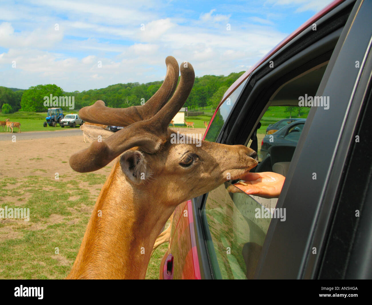 Feeding the deer longleat hires stock photography and images Alamy
