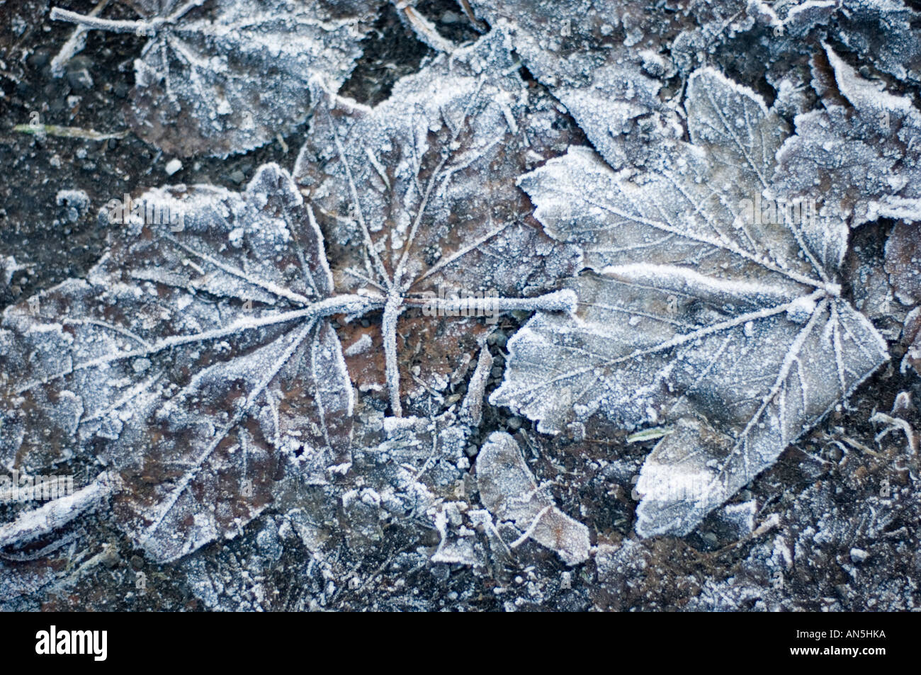 frozen sycamore leaf on the ground on a very cold winter's morning Stock Photo