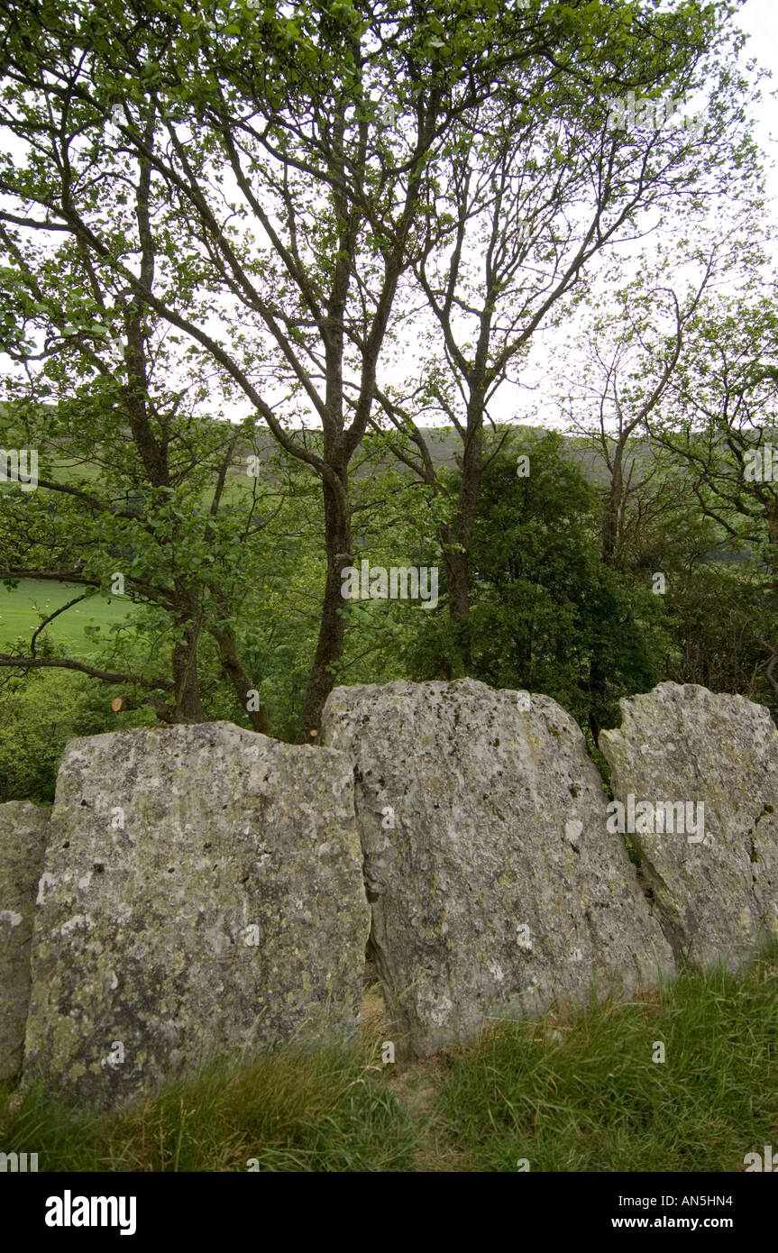 Slabs of local shale stone used as a boundary hedge in the Wye Valley near Llangurig Powys Mid Wales tilted by soil movement Stock Photo