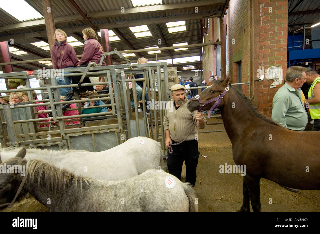 horses being sold at the monthly horse fair sales Llanybydder Ceredigion west wales (last