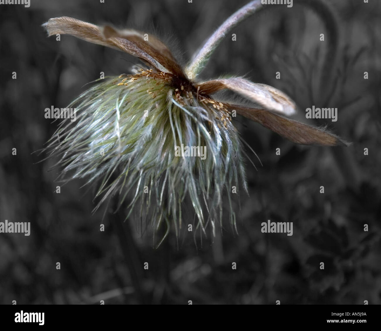 FALKERT, BERGWELT, FAUNA, AUSTRIA Stock Photo