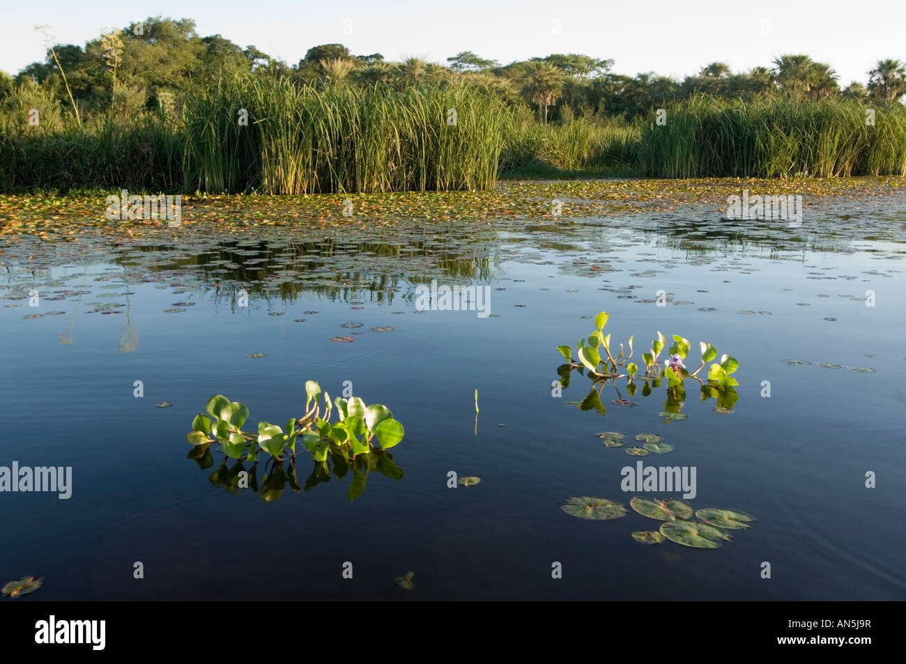 Water hyacynth Esteros del Ibera Argentina Laguna Ibera Stock Photo