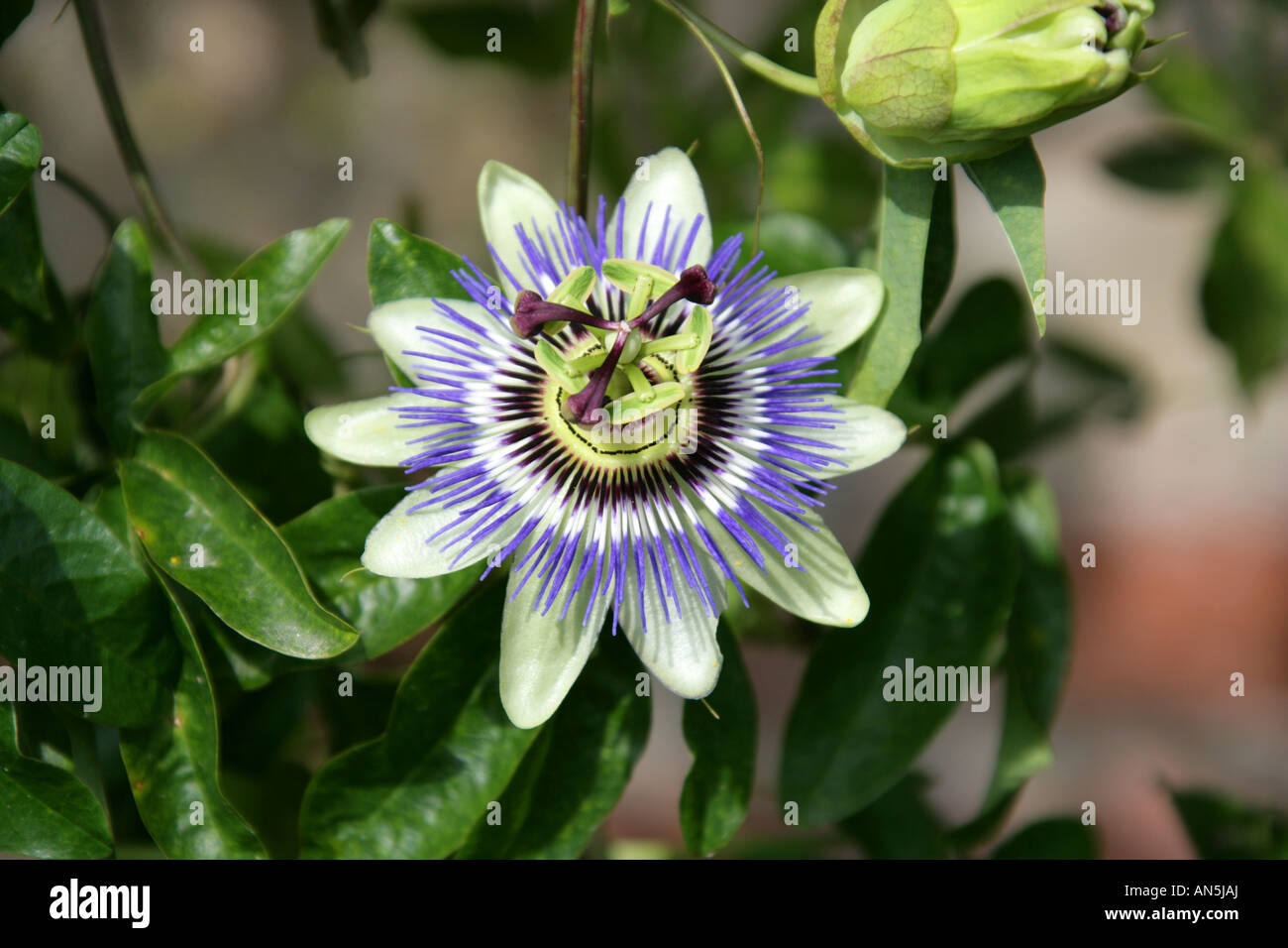 Blue Passionflower aka Hardy Passionflower or Deciduous Passion Flower, Passiflora caerulea