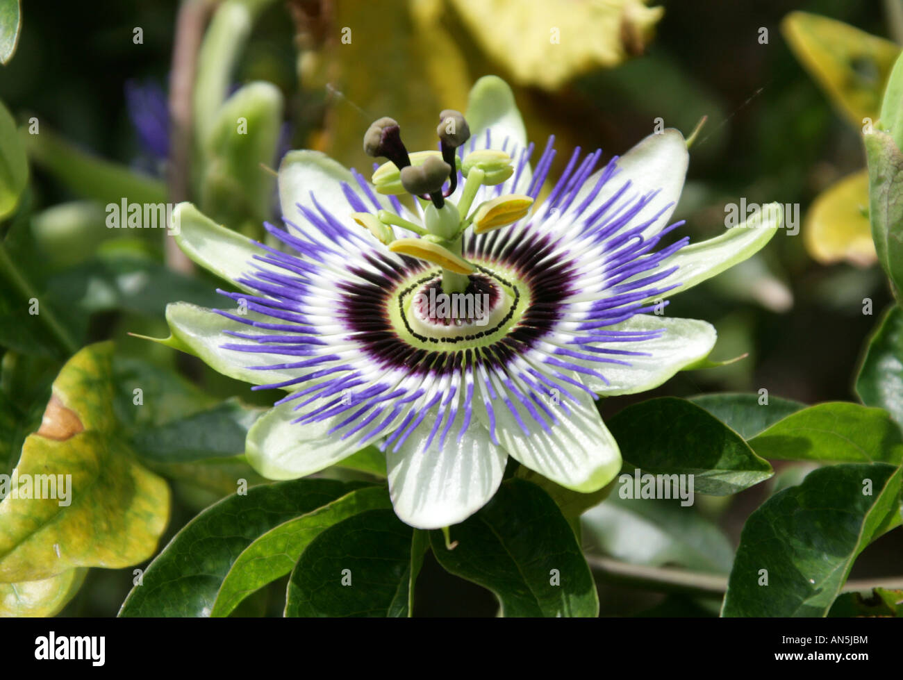Blue Passionflower aka Hardy Passionflower or Deciduous Passion Flower