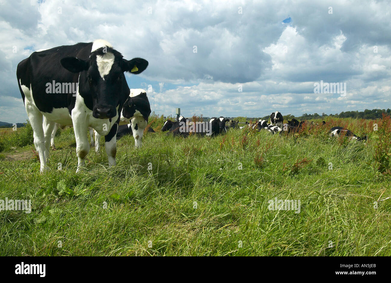 A herd of Holstein Friesian Dairy Cows grazing on Amberley Wildbrooks ...