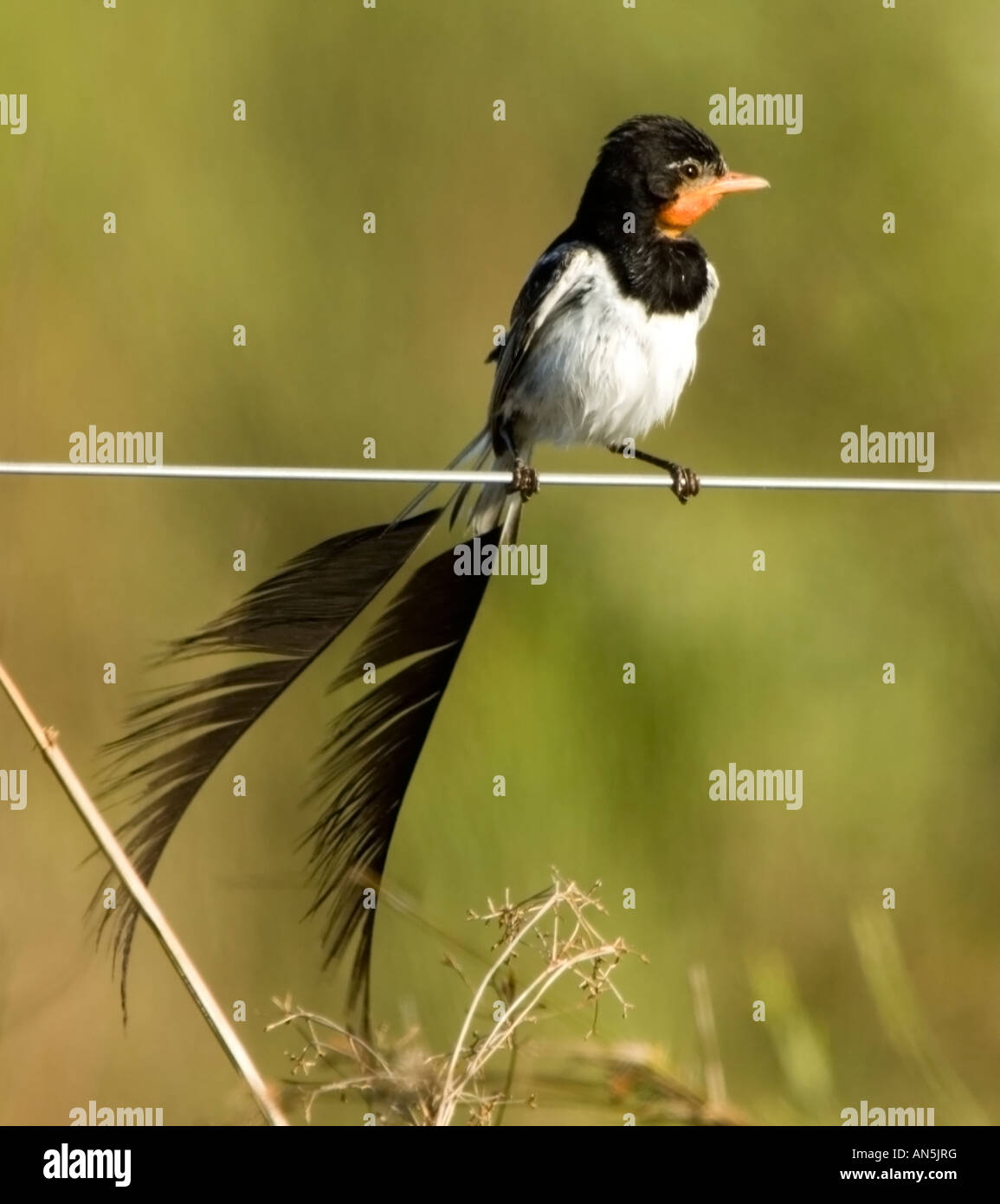 Strange Tailed Tyrant Alectrurus Risora Perched On A Wire Esteros Stock Photo Alamy