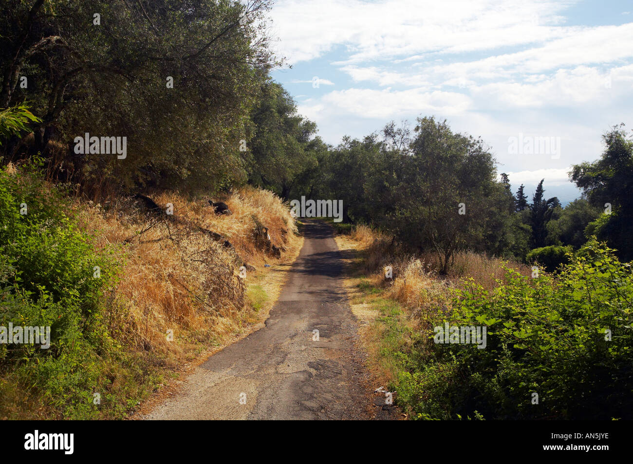 Quiet country lane through an olive grove in Corfu Stock Photo