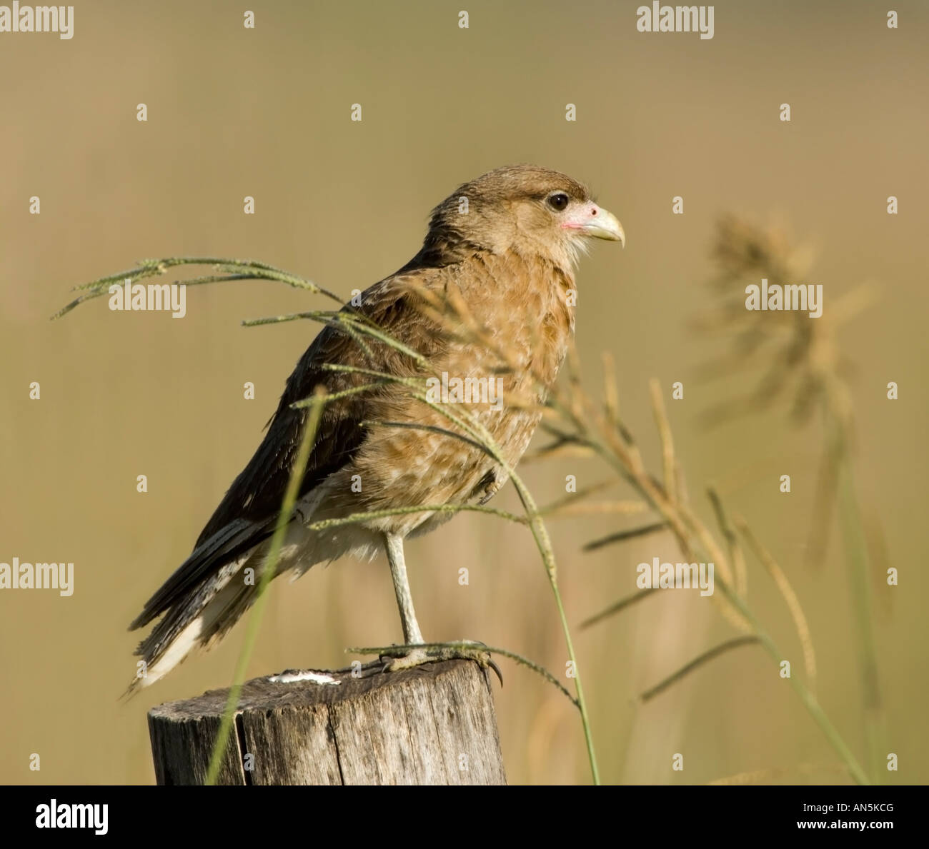 Savanna Hawk Heterospizias meridionalis Stock Photo