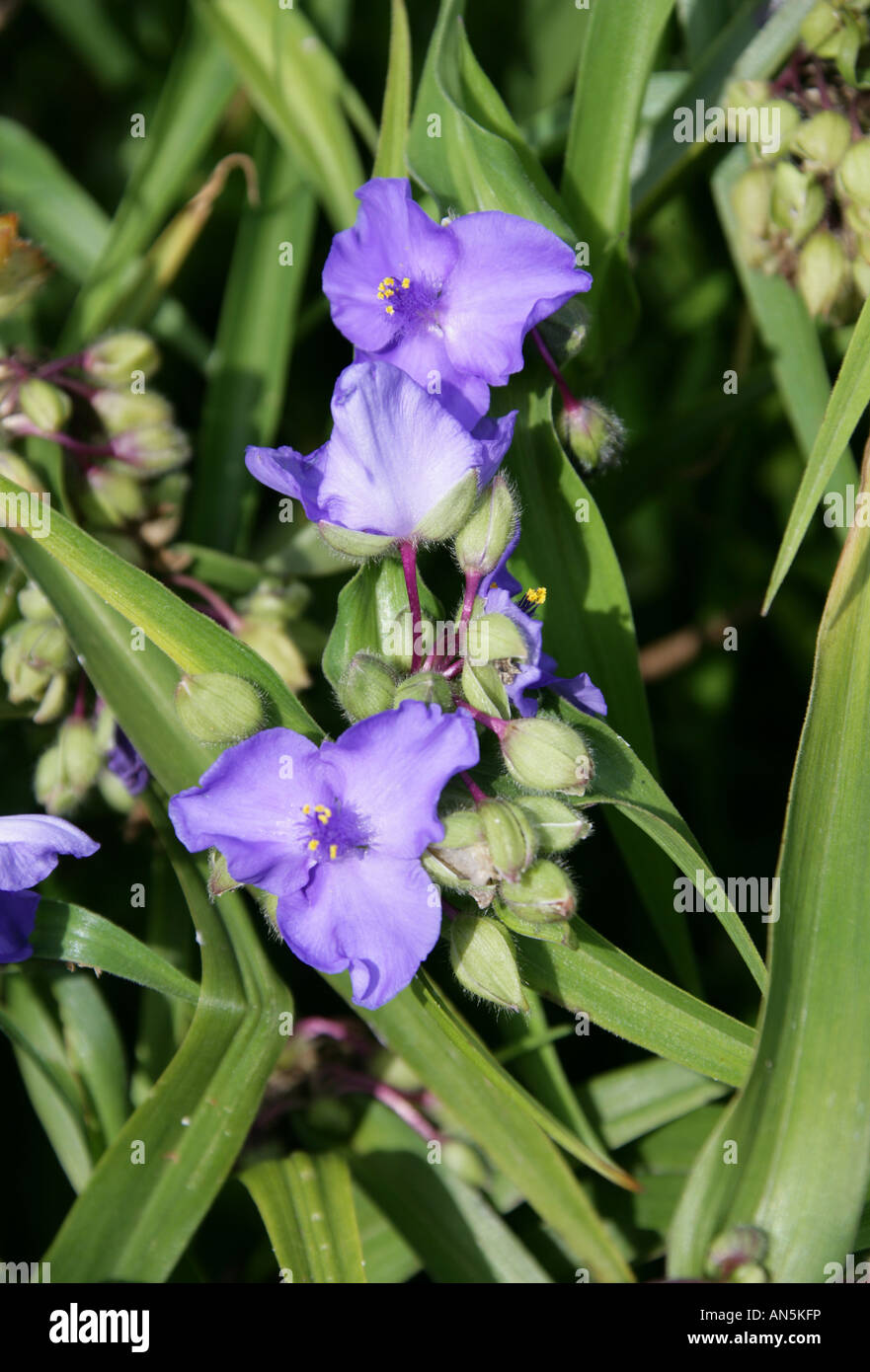Tradescantia Bluestone aka Spiderwort ,Tradescantia ohiensis, Commelinaceae Stock Photo