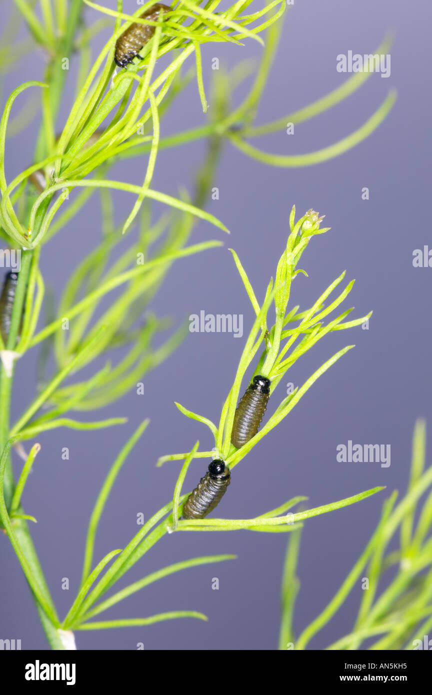 Asparagus beetle larvae on asparagus in the UK Stock Photo Alamy