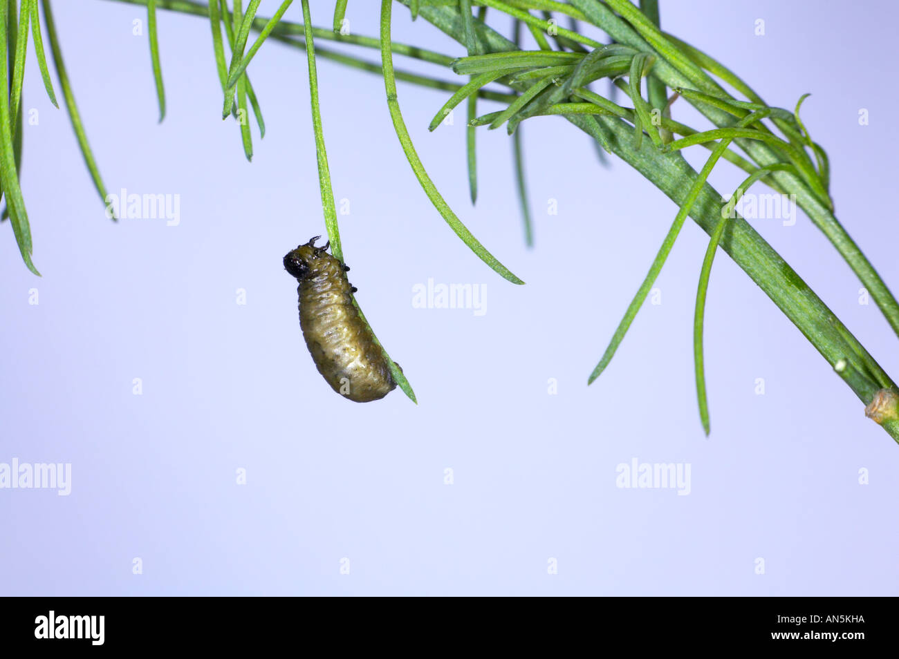 Asparagus beetle larvae on asparagus Stock Photo Alamy