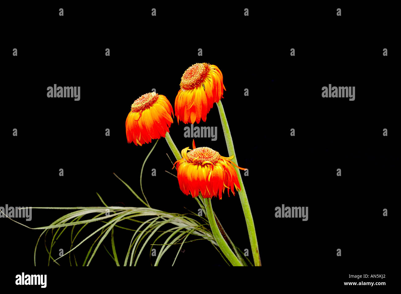Dead flowers vase hires stock photography and images Alamy