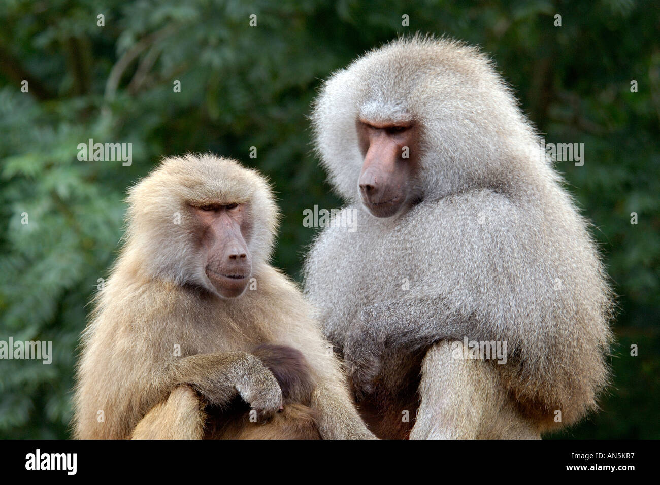 Intimate close up portrait of a pair of Hamadryas Baboon Papio hamadryas mother is cuddling its young Stock Photo