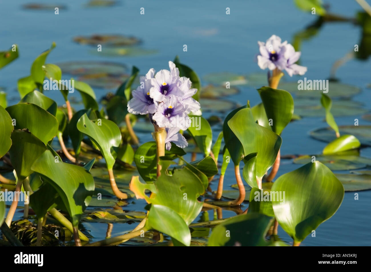 Water Hyacynth Esteros del Ibera Argentina Stock Photo