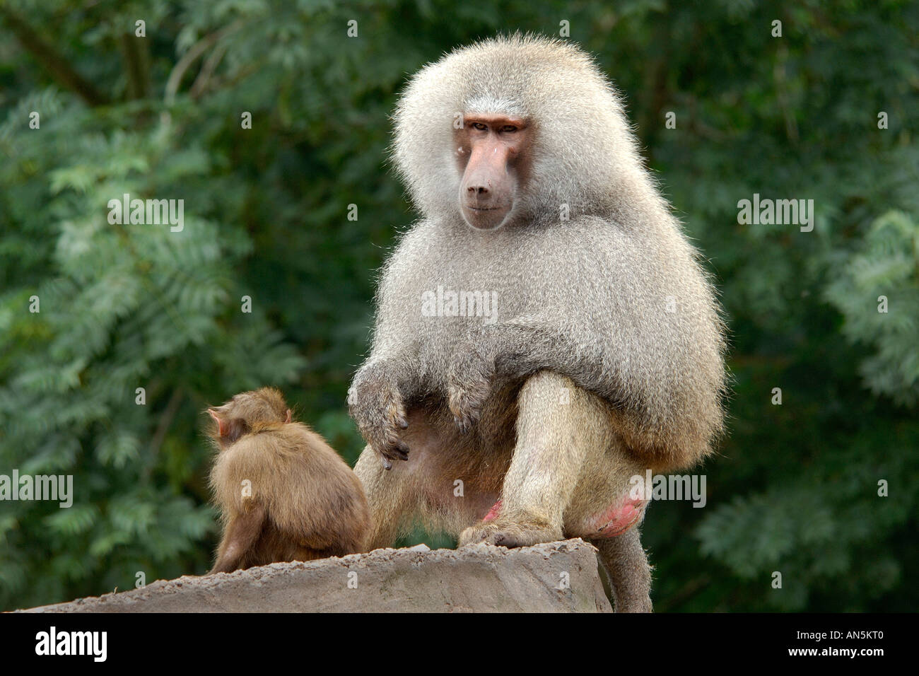 Intimate close up portrait of a male Hamadryas Baboon Papio hamadryas watching over its young with nicely blurred background Stock Photo