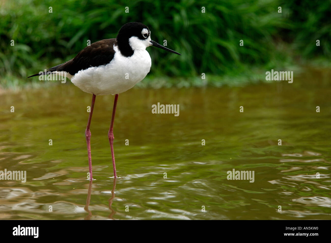 Black Necked Stilt Himantopus mexicana wading in shallow water beside a grassy bank Stock Photo