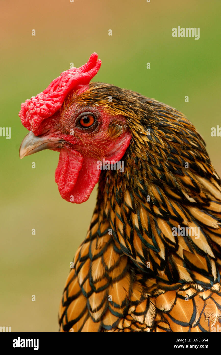 Very sharp close up head and shoulders portrait of a chicken Stock Photo